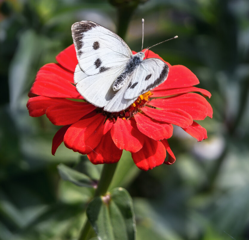 Ах это лето ... - Александр Ковальчук Ах это лето ... - Александр Ковальчук