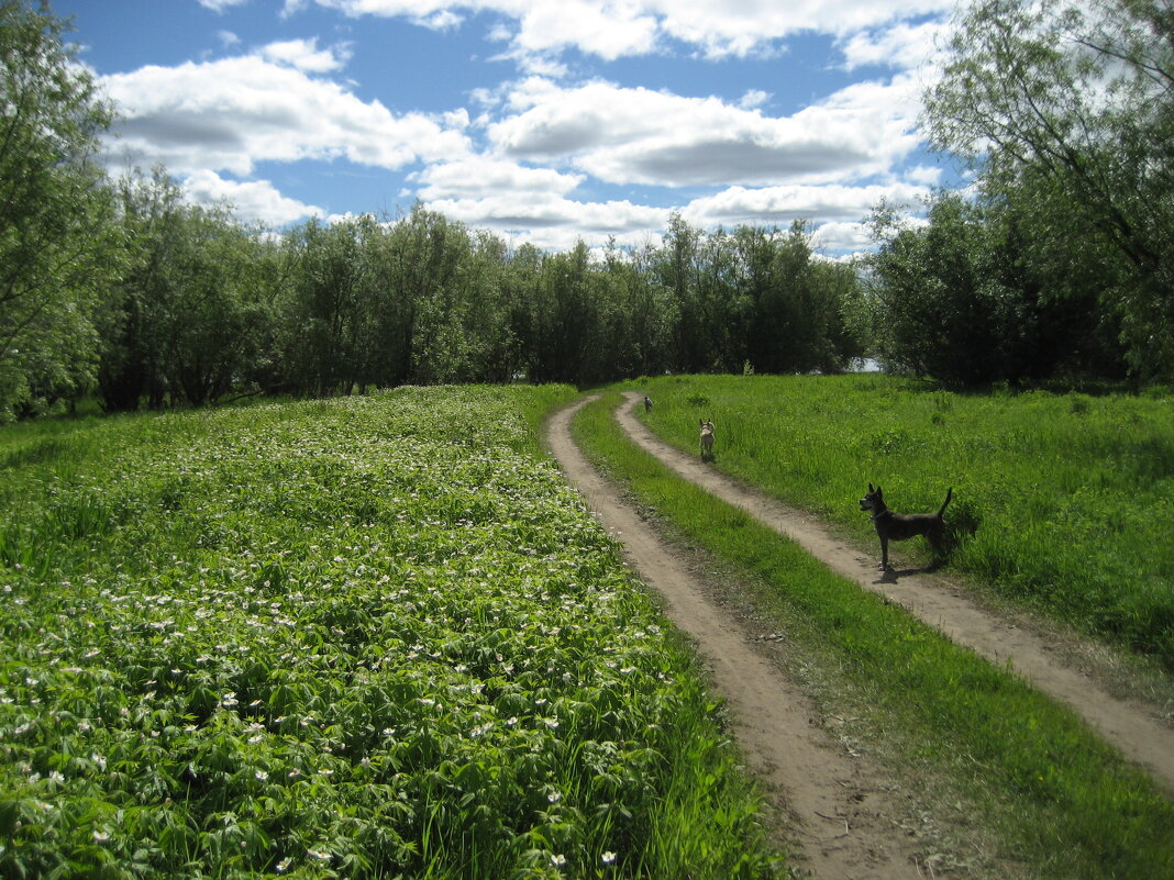 Дорожка - Anna Ivanova Дорожка - Anna Ivanova