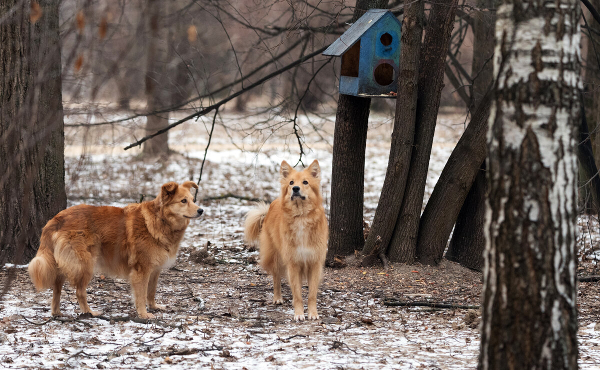 "Охотницы" на белок и ворон. - Владимир Безбородов "Охотницы" на белок и ворон. - Владимир Безбородов