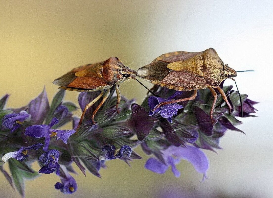 Клопики - ZNatasha - Клопики - ZNatasha -