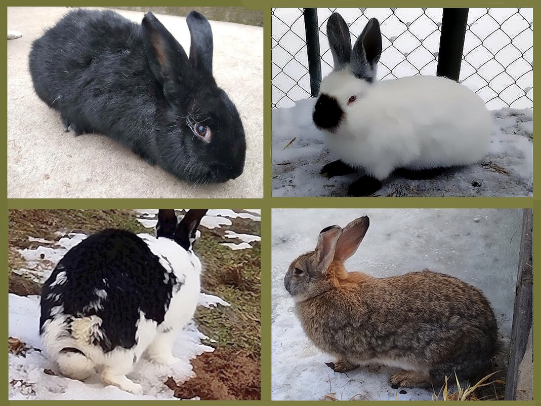 Кролики - Ольга Довженко Кролики - Ольга Довженко