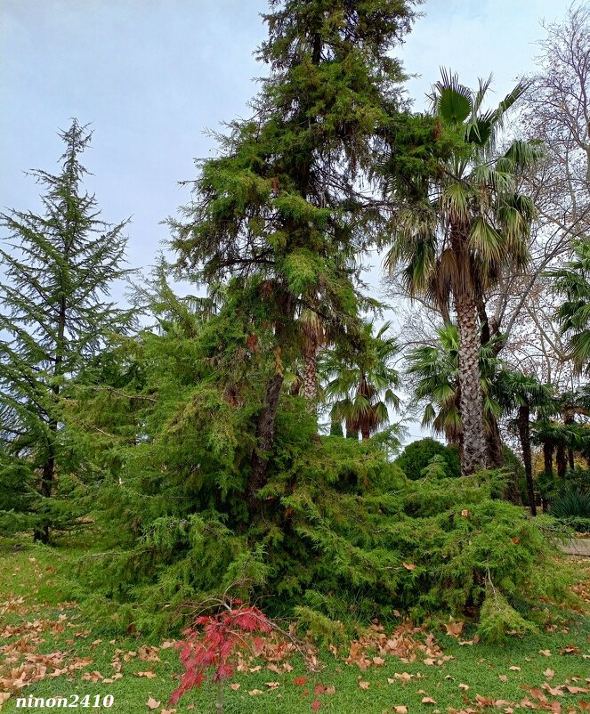 Адлер. Дендропарк "Южные культуры" - Нина Бутко