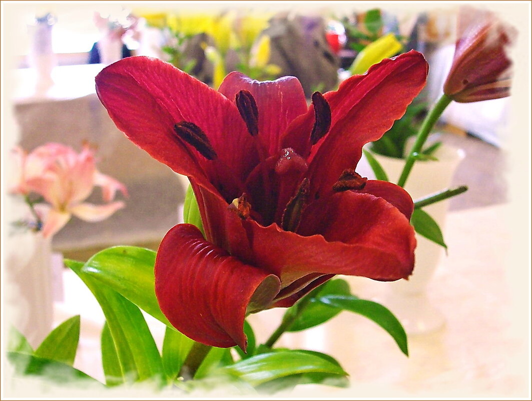 С Днём Святого Валентина! - Лия ☼