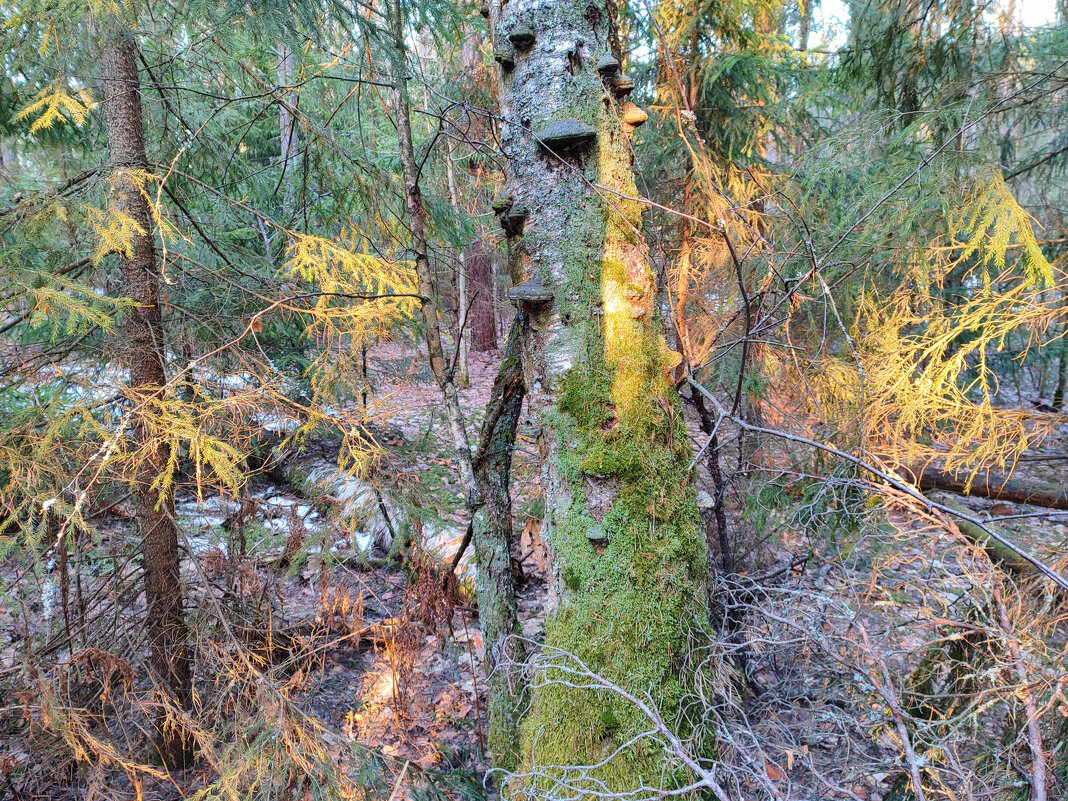 *** - Денис Бочкарёв