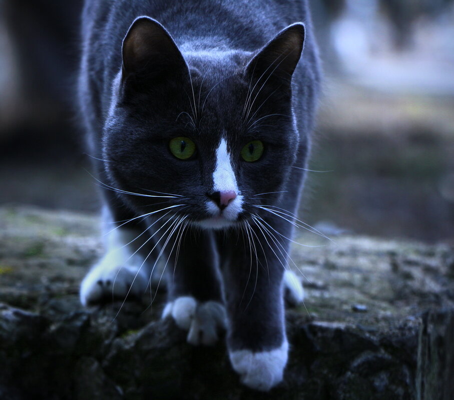 Котики.. - Зан Занозович . Котики.. - Зан Занозович .