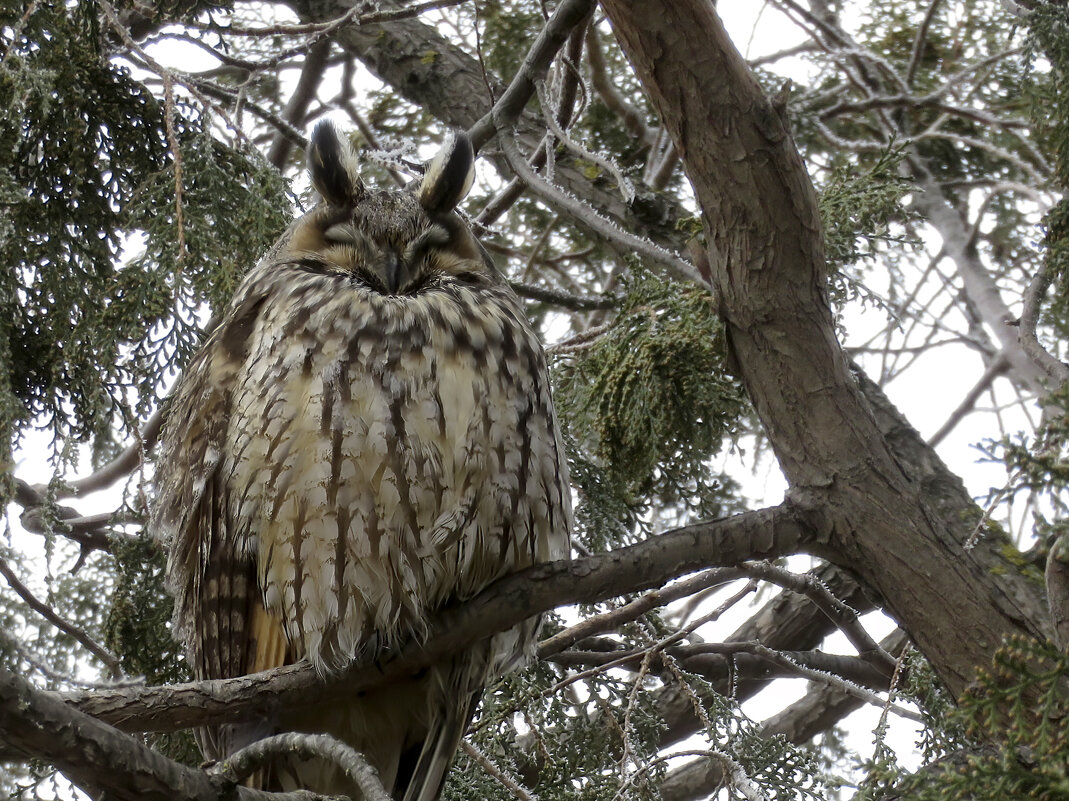 Дневной сон хищника - Валерий Ткаченко Дневной сон хищника - Валерий Ткаченко