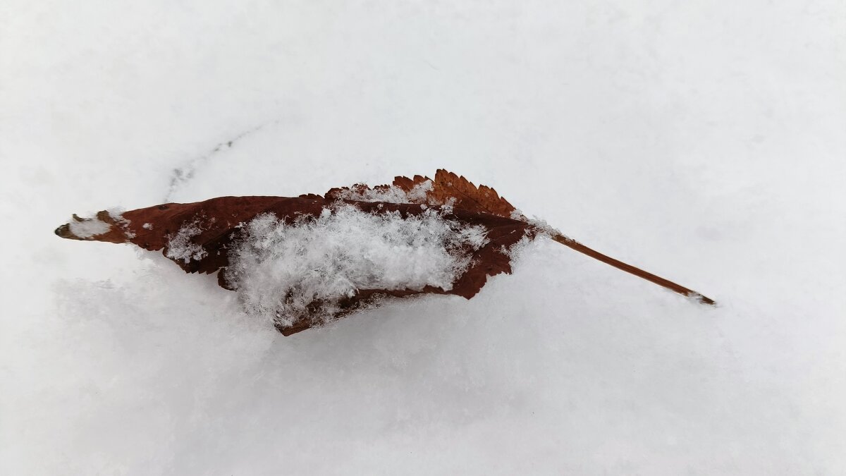 ***в одиночестве*** - Olga Oskolkova ***в одиночестве*** - Olga Oskolkova