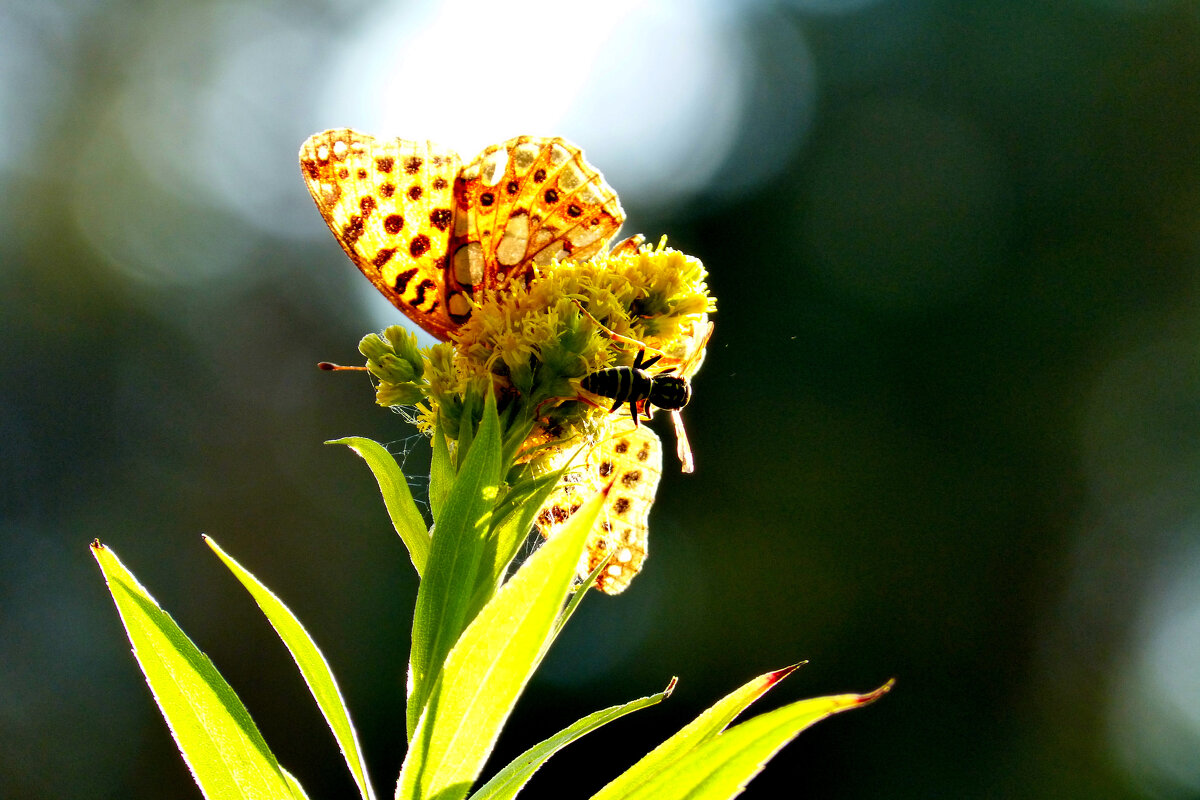 опять про бабочек 350 - Александр Прокудин