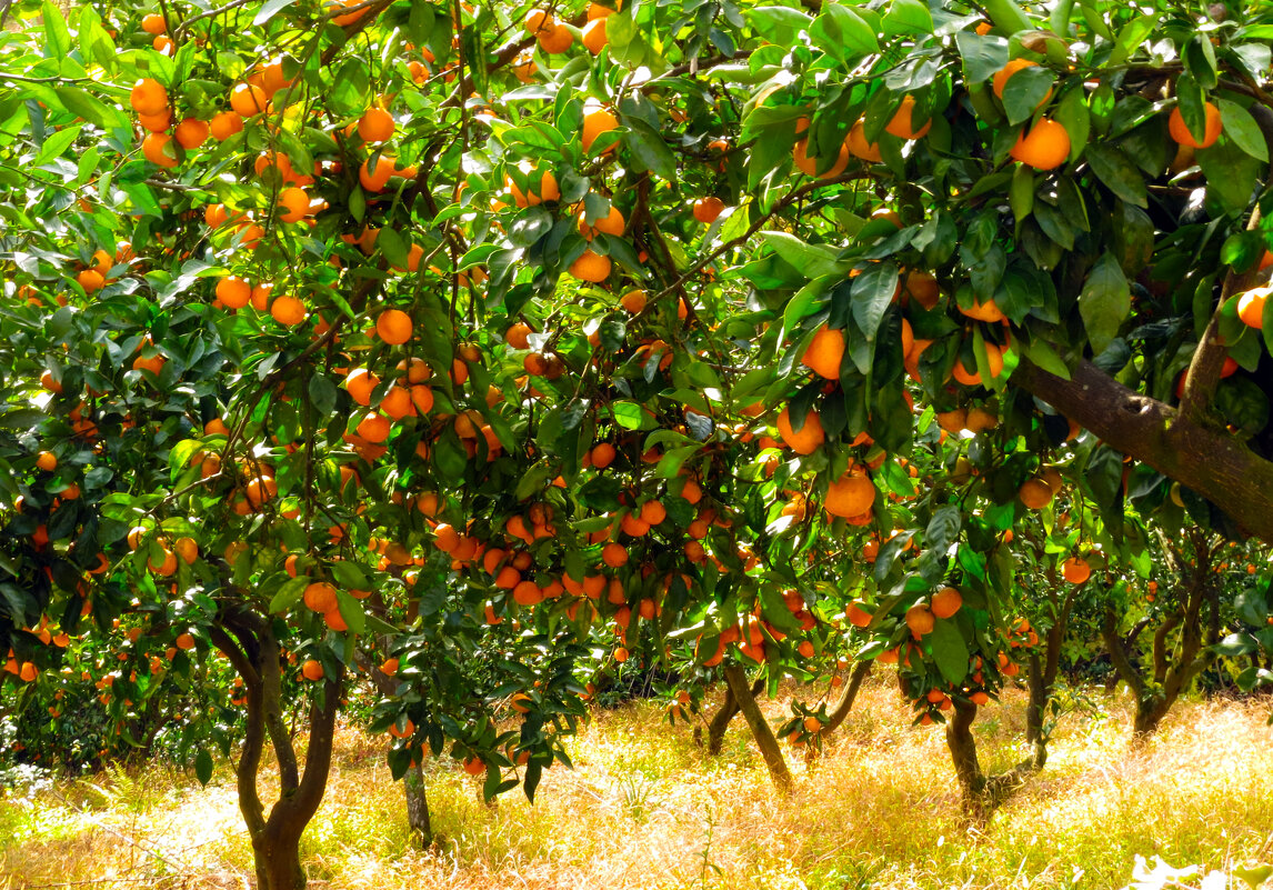 Мандарин - фруктом радости - Наталья (D.Nat@lia)