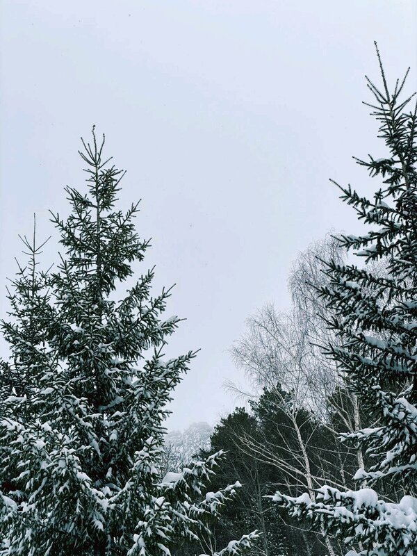 В лесу - Георгиевич 