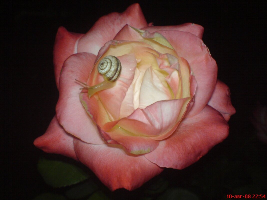 Роза - Владимир 