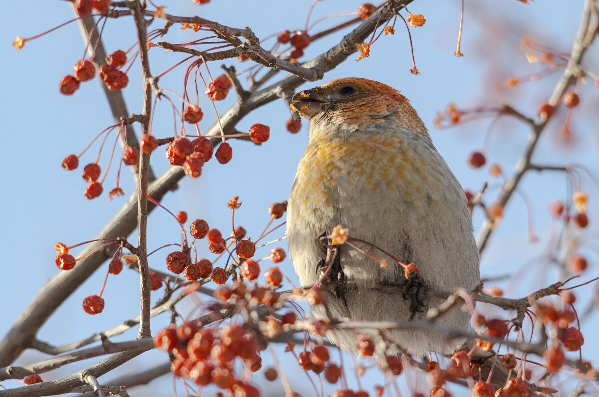 Щур. - Виктор Иванович Чернюк Щур. - Виктор Иванович Чернюк