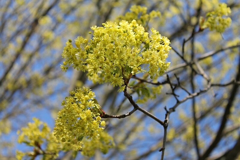 весна - марта Камушкина весна - марта Камушкина