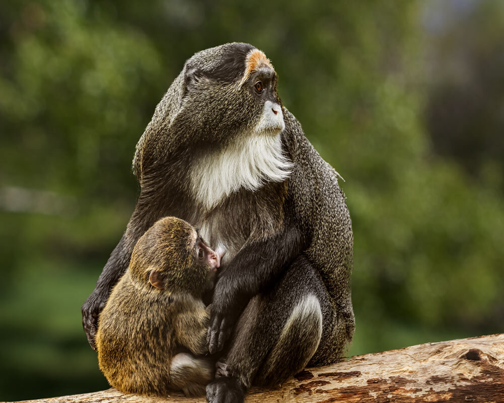 Мартышка бразза - SanSan 