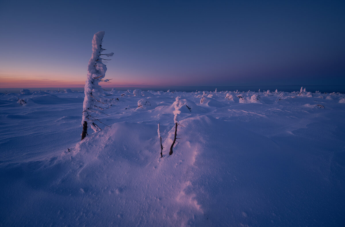 Густой лес - Александр Иванов