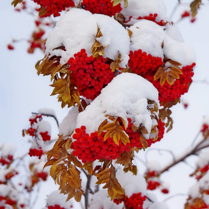Рябина под снегом - Сергей Швечков