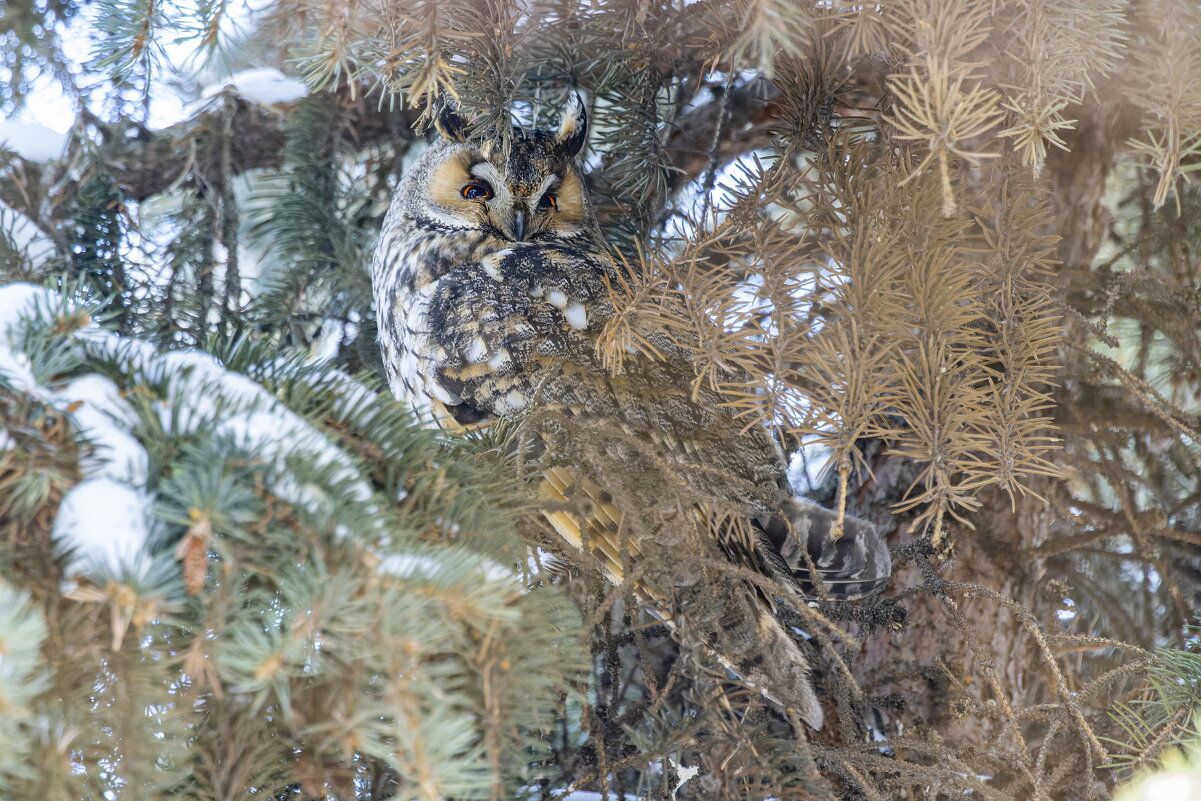 ушастая сова - юрий макаров