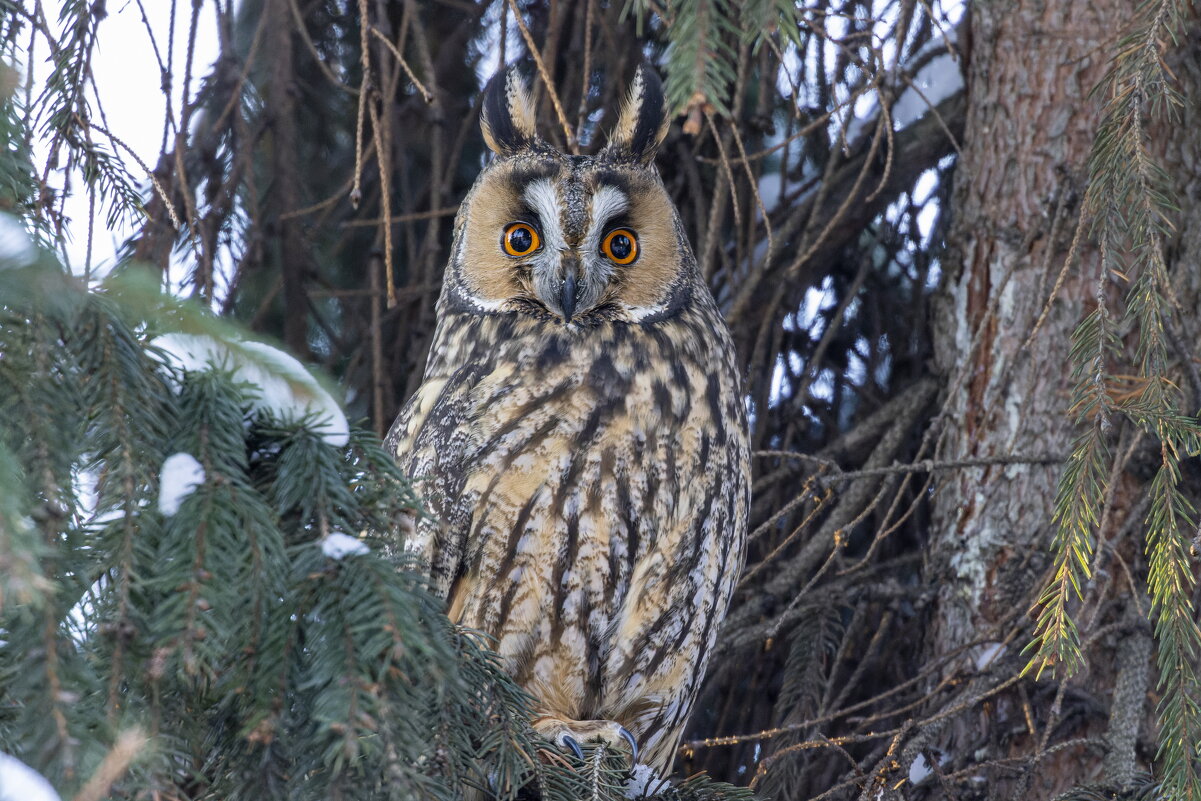 ушастая сова - юрий макаров ушастая сова - юрий макаров