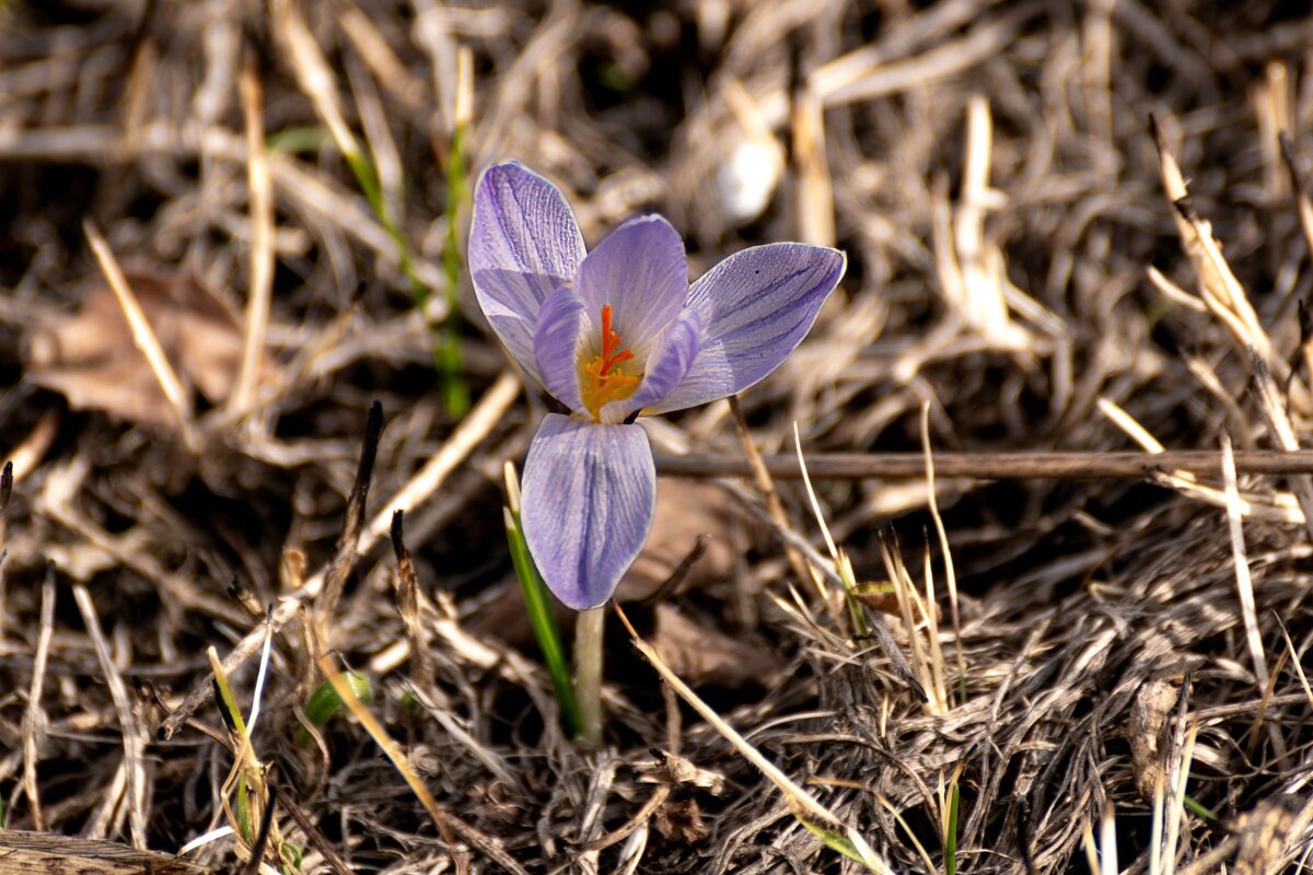Шафран или крокус - Игорь Сикорский