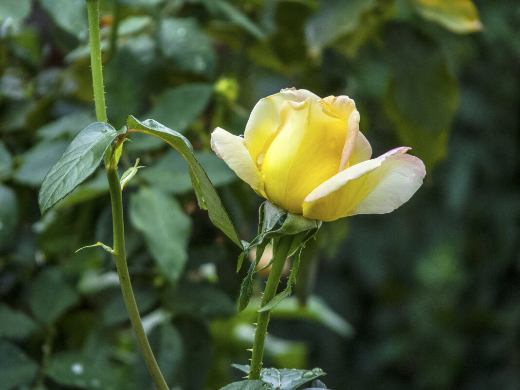 Бутон розы - Валентин Семчишин Бутон розы - Валентин Семчишин