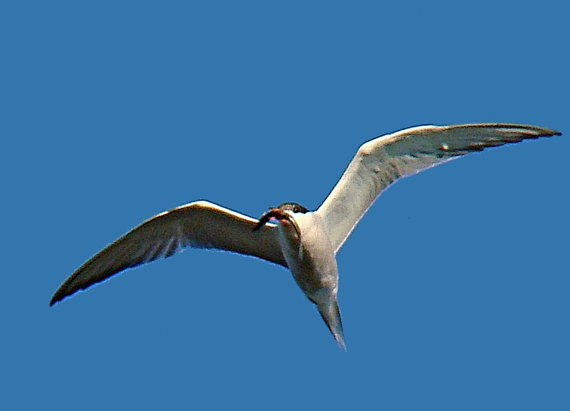 крачка с миногой - gawrilа - dan