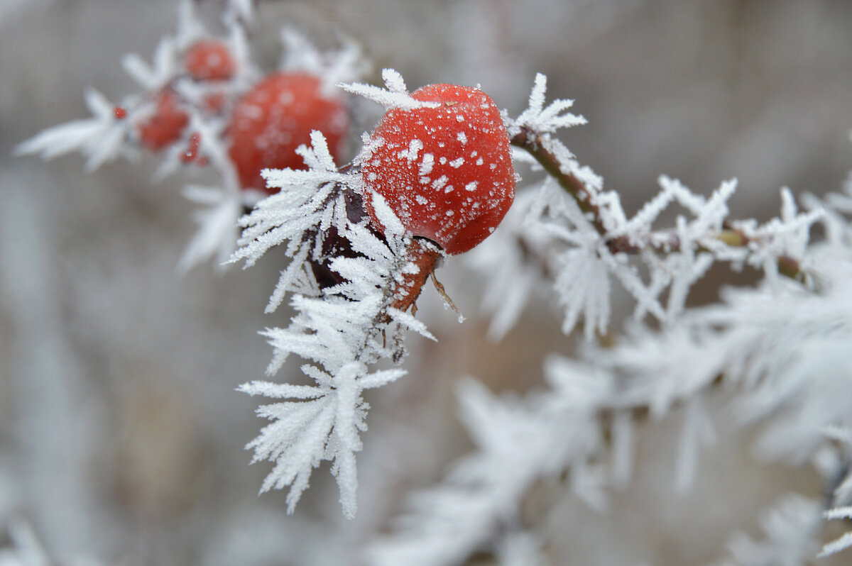 Шиповник - Надежда Куркина