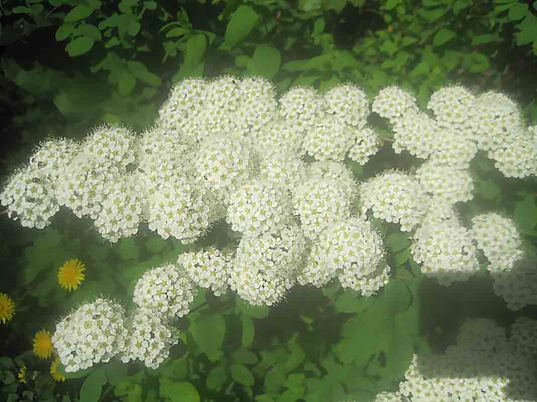 Весной - Елена Семигина Весной - Елена Семигина