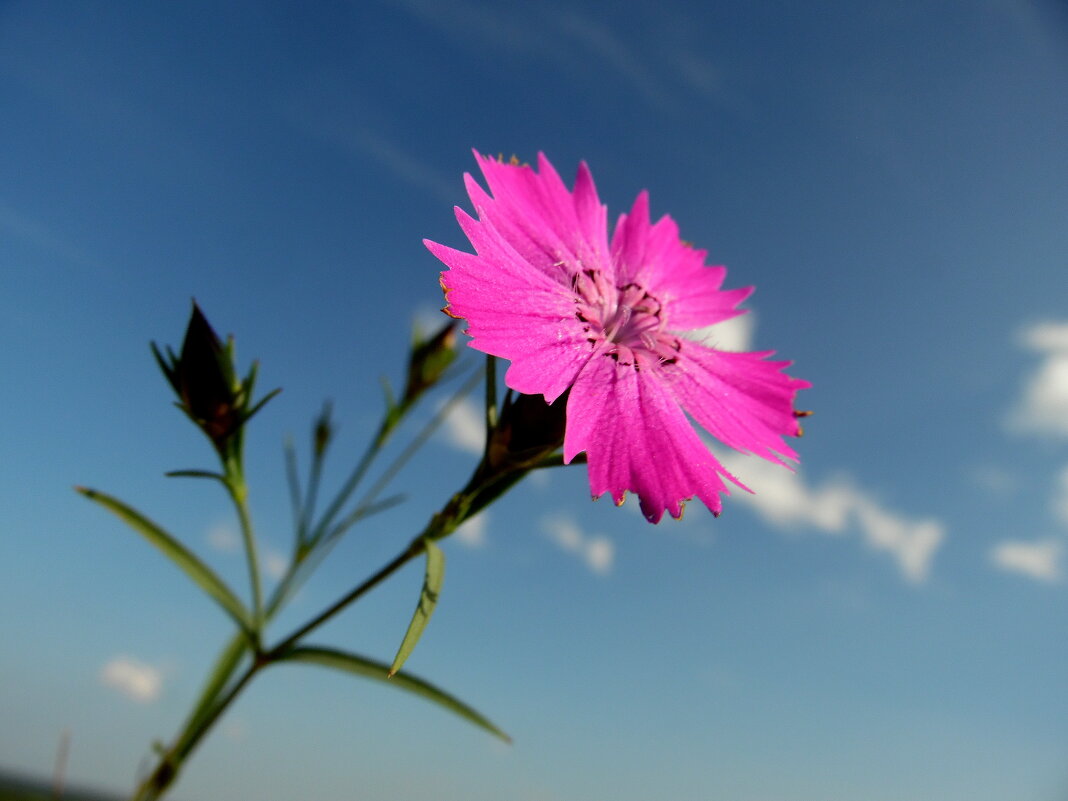 Гвоздичка. - nadyasilyuk Вознюк
