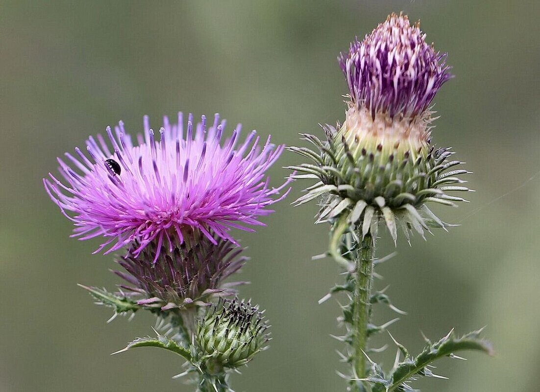 Репейник колючий - ZNatasha -