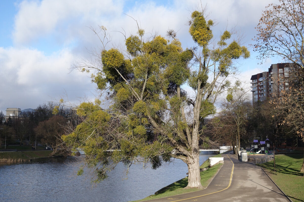 Омела – вечнозеленый паразит, растет на деревьях - Рита Симонова Омела – вечнозеленый паразит, растет на деревьях - Рита Симонова