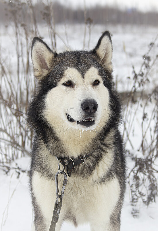 Ярик. - leff Postnov Ярик. - leff Postnov