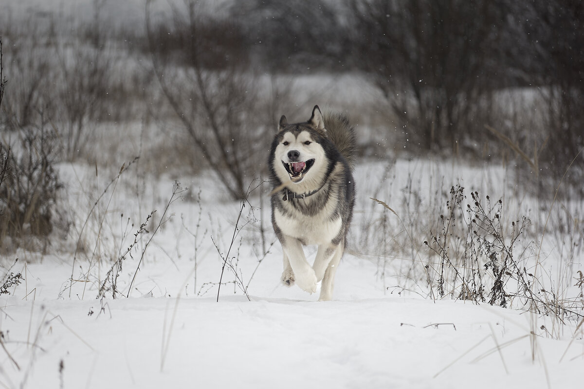 Ярик. - leff Postnov Ярик. - leff Postnov
