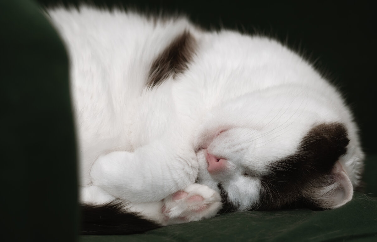 БЕЗМЯТЕЖНОСТЬ - Володька Завитушкин БЕЗМЯТЕЖНОСТЬ - Володька Завитушкин