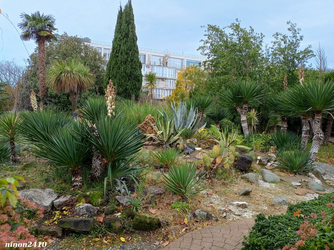 Адлер. Дендропарк "Южные культуры" - Нина Бутко Адлер. Дендропарк "Южные культуры" - Нина Бутко