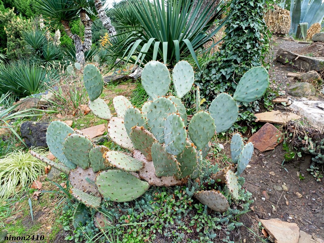 Адлер. Дендропарк "Южные культуры" - Нина Бутко Адлер. Дендропарк "Южные культуры" - Нина Бутко