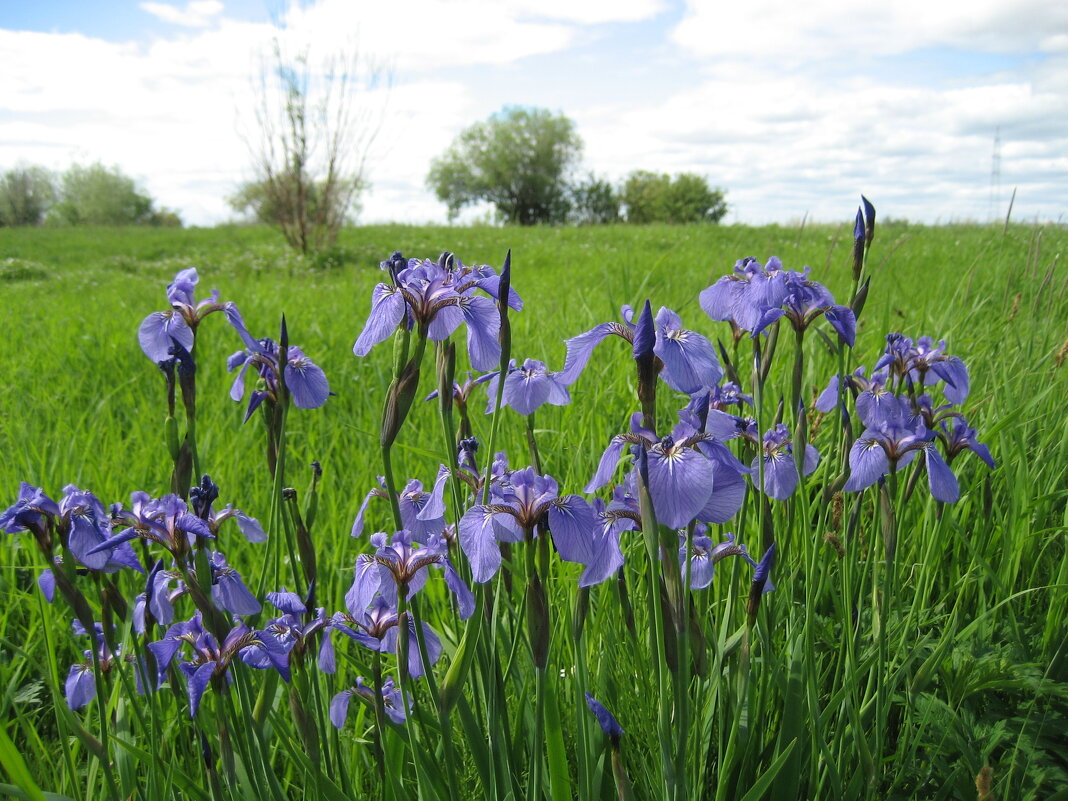 Ирисы - Anna Ivanova Ирисы - Anna Ivanova