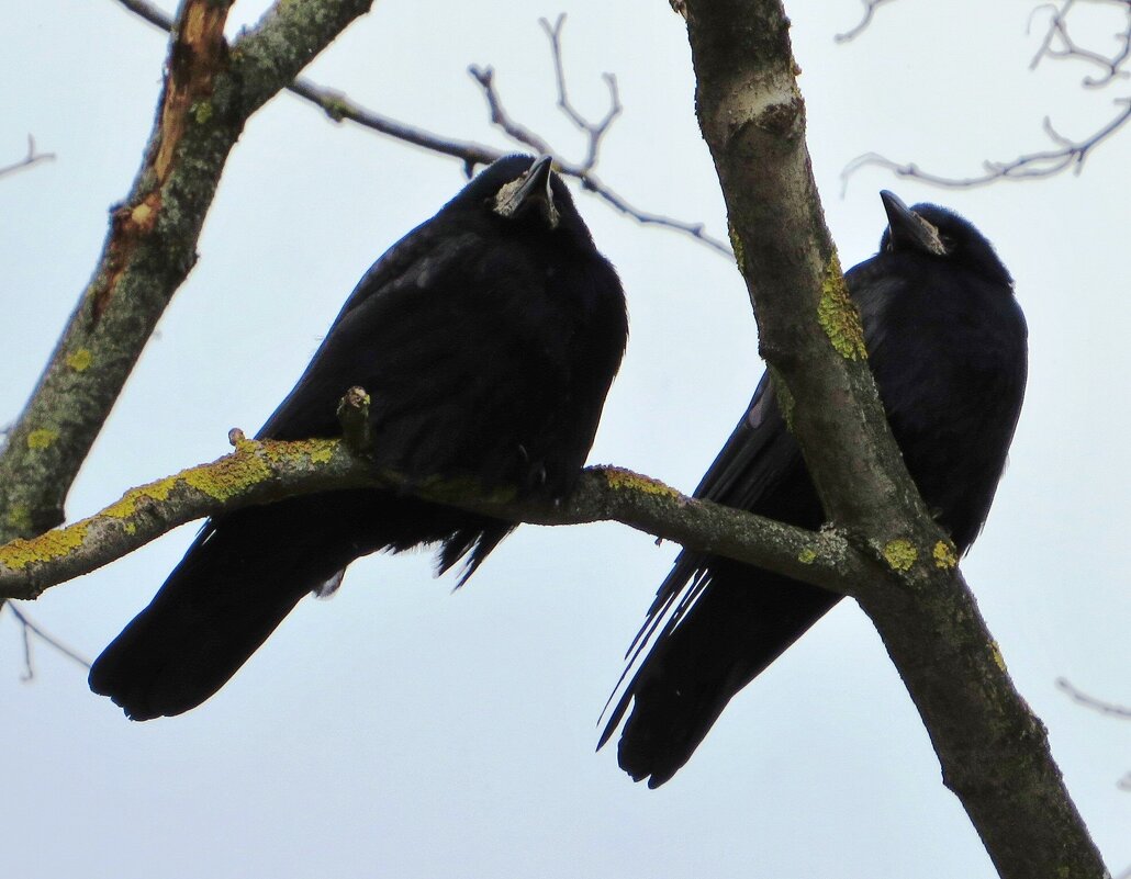 Грачи - Андрей Снегерёв