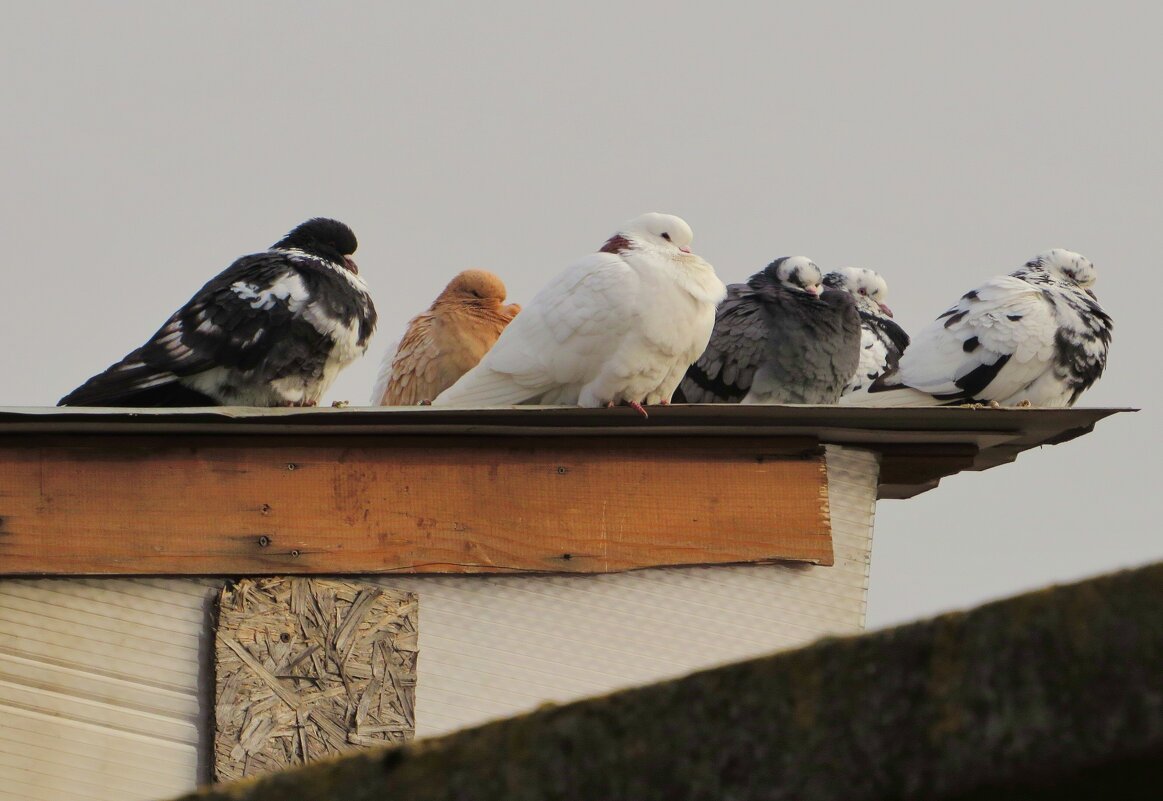 Разной масти - Андрей Снегерёв Разной масти - Андрей Снегерёв