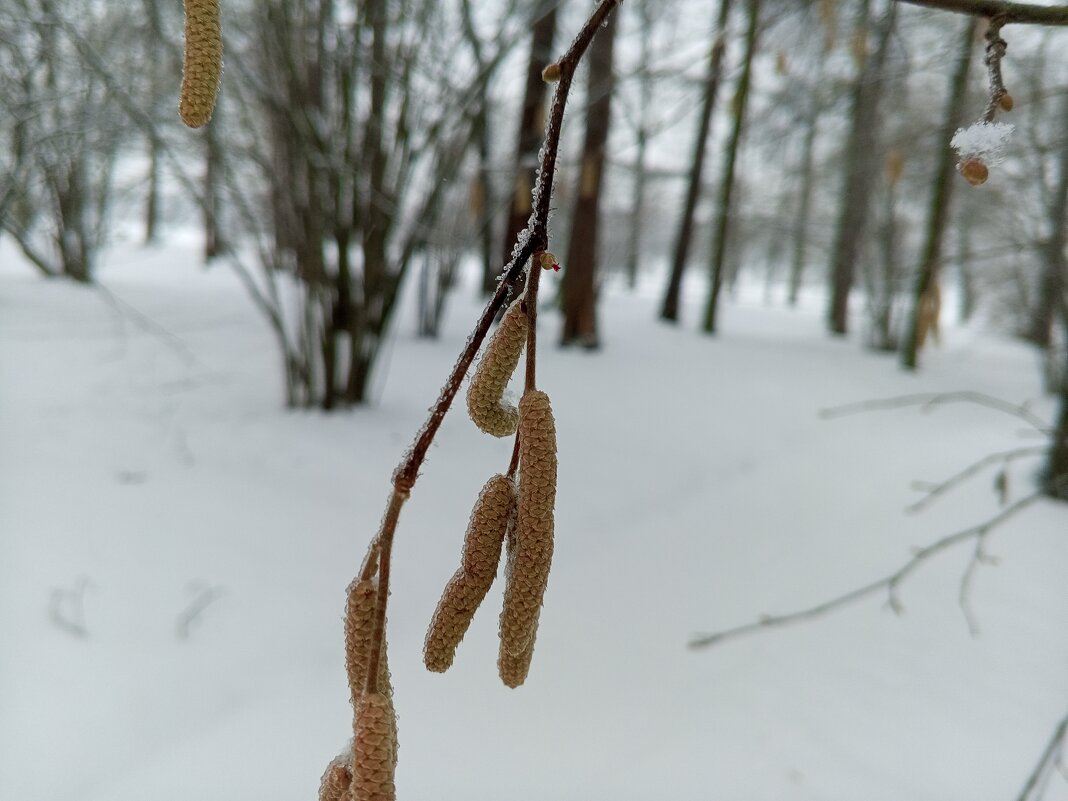 Орешник - Сапсан 