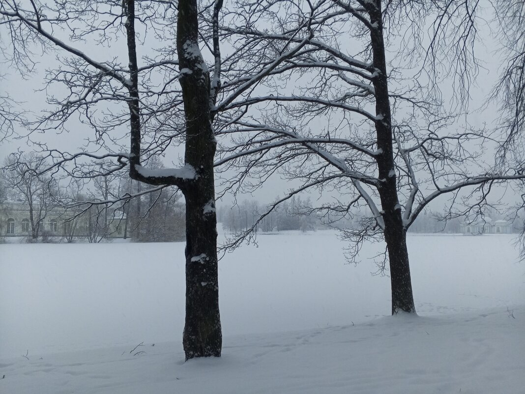 Зима - Сапсан 