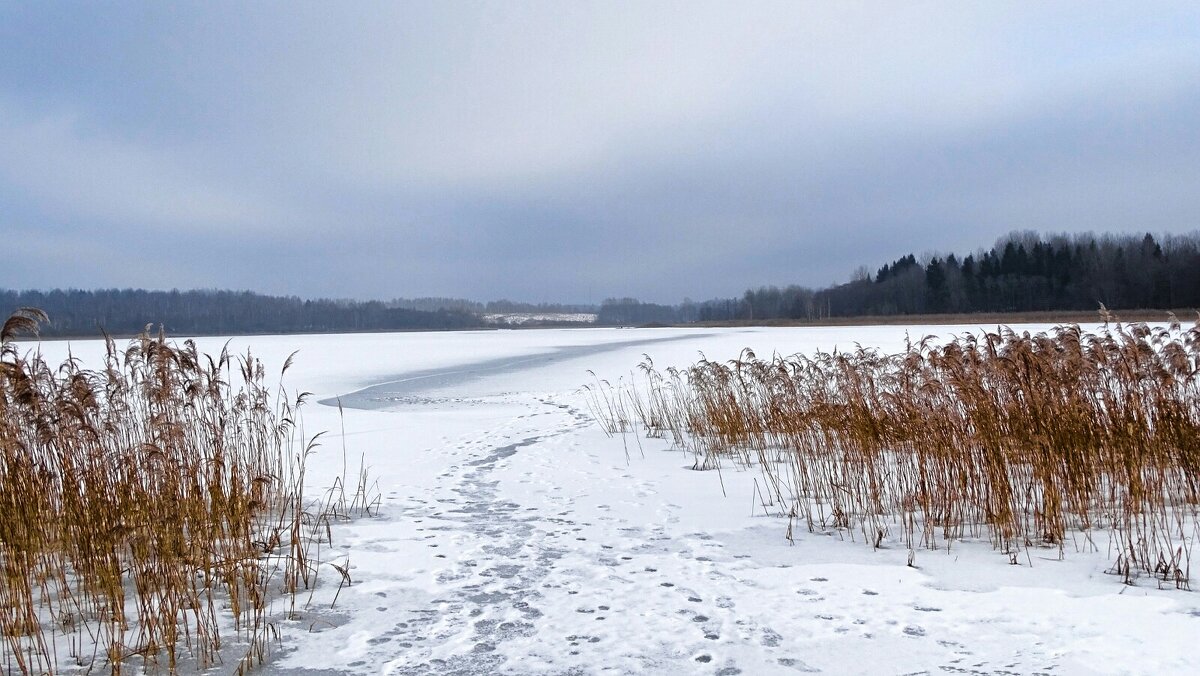 Природа Смоленщины в феврале. - Милешкин Владимир Алексеевич Природа Смоленщины в феврале. - Милешкин Владимир Алексеевич