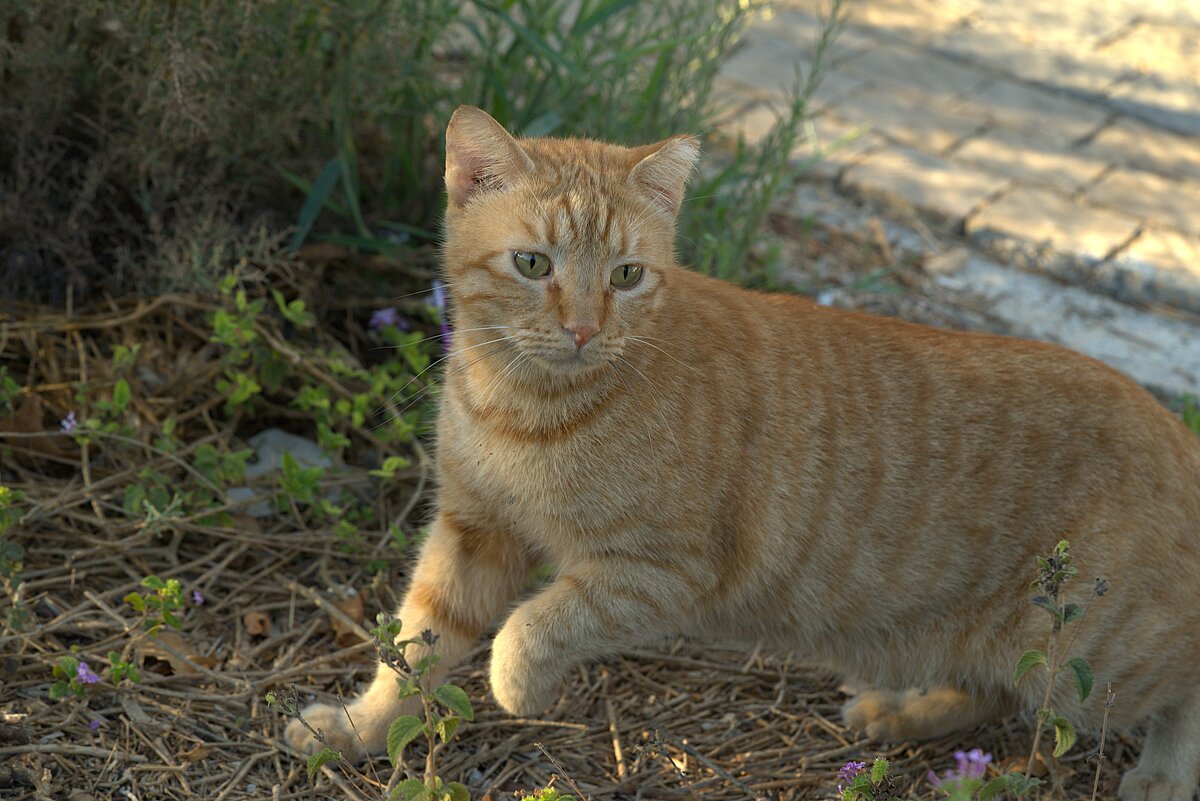 Из жизни кошек 2025г - ujgcvbif 