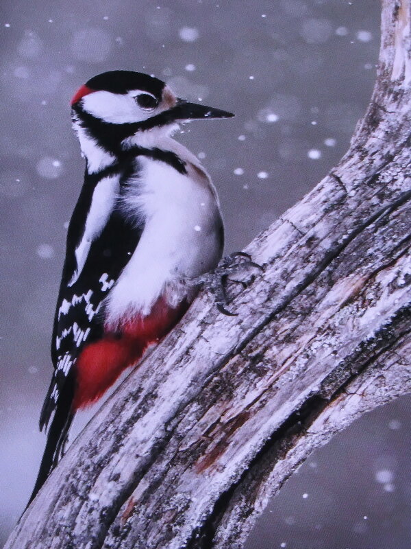 Красавчик - Людмила Смородинская