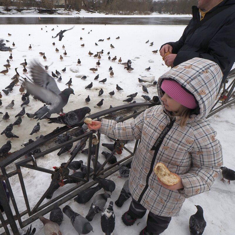 Кормление голубей у реки в феврале - Евгений Кормление голубей у реки в феврале - Евгений