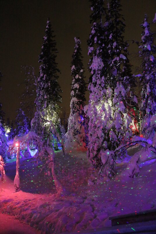 Ночь в Таинственном лесу - Ольга Ночь в Таинственном лесу - Ольга