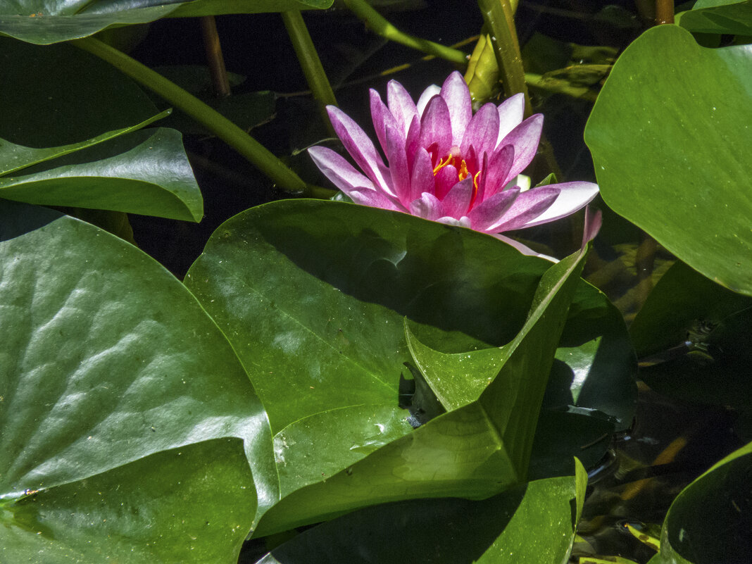 Розовая водяная лилия - Валентин Семчишин