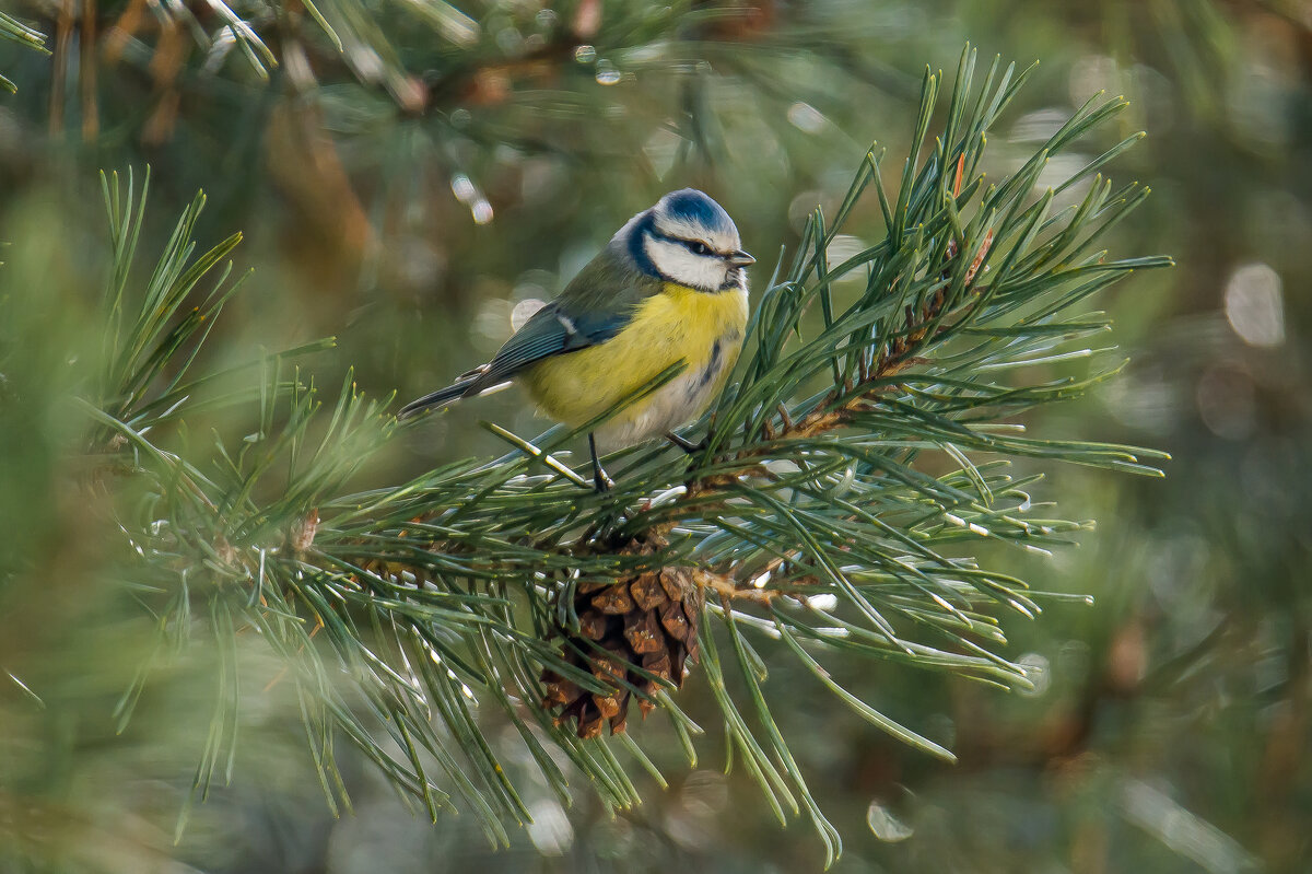 Лазоревка. - Sergey (Apg)