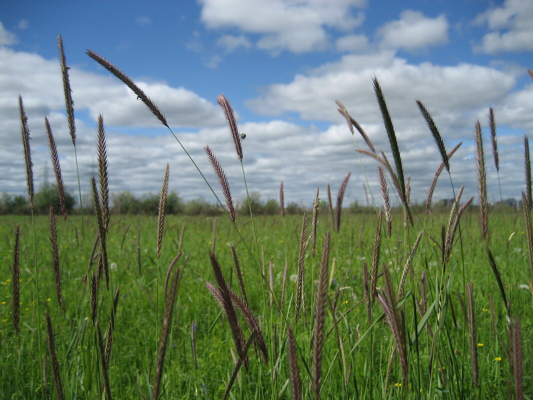 Ячмень - Anna Ivanova Ячмень - Anna Ivanova