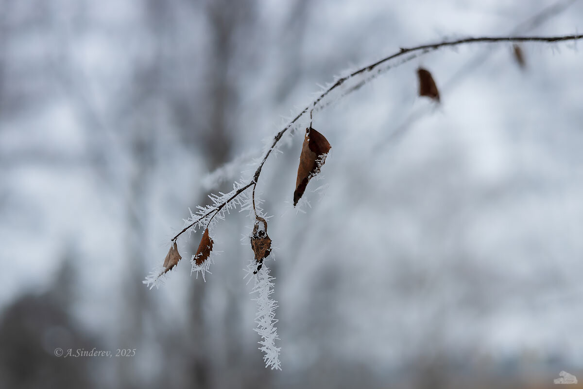 Ветка в инее - Александр Синдерёв