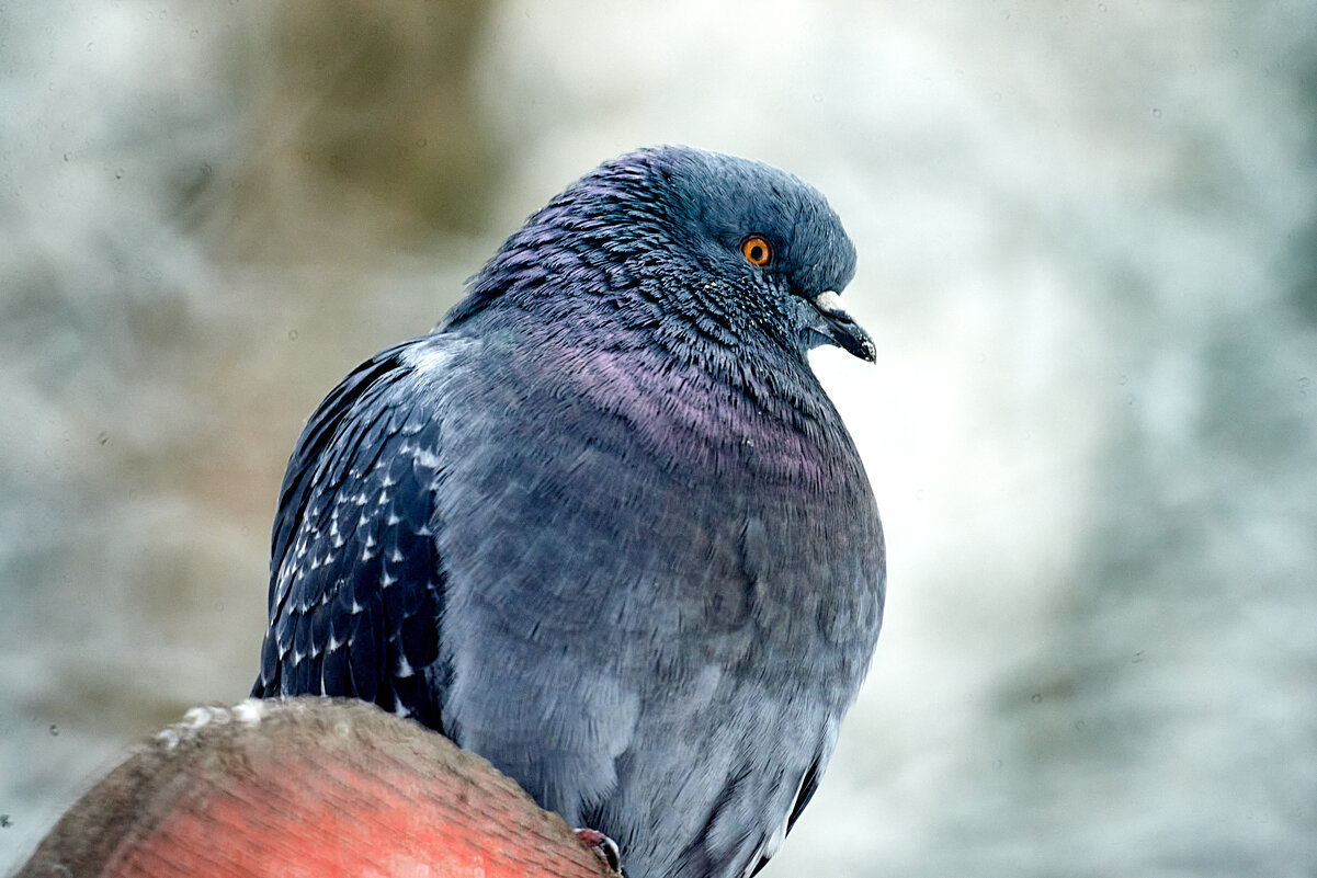 строгий взгляд - Александр Леонов